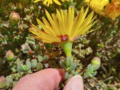 Lampranthus glaucus