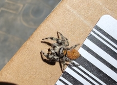 Phidippus adumbratus