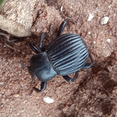 Gonopus
