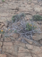 Gorteria integrifolia