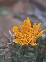 Gorteria integrifolia