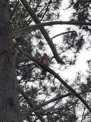 Accipiter rufiventris