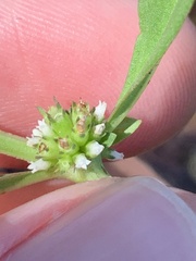 Spermacoce floridana