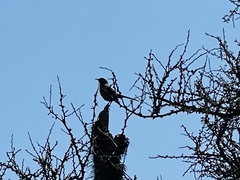 Mimus thenca