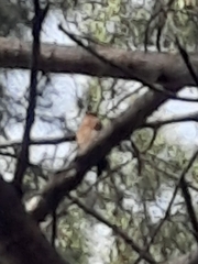 Accipiter rufiventris