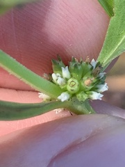 Spermacoce floridana