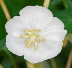 Podophyllum peltatum