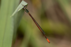 Argiocnemis rubescens