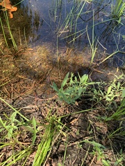 Spermacoce floridana