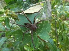 Dolomedes