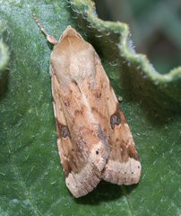 Heliothis peltigera