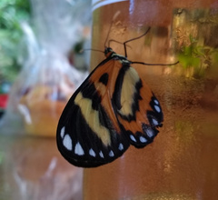 Placidina euryanassa