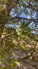 Celtis reticulata