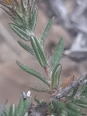 Gorteria integrifolia