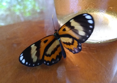 Placidina euryanassa