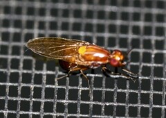 Rhagadolyra handlirschi