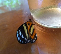 Placidina euryanassa