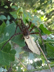 Dolomedes