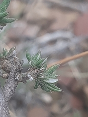 Gorteria integrifolia