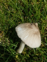 Coprinopsis atramentaria