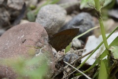 Pindis squamistriga
