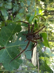 Dolomedes