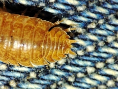 Porcellio debueni