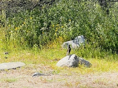 Mimus thenca