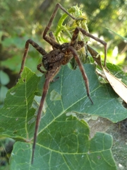 Dolomedes