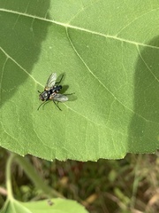 Oestroidea
