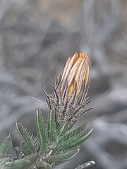 Gorteria integrifolia