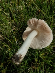 Coprinopsis atramentaria
