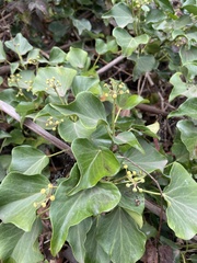 Hedera helix