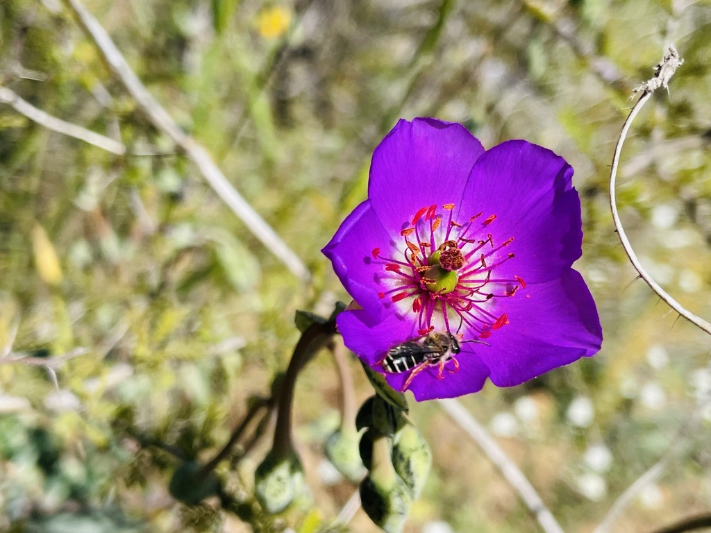 Lonchopria zonalis