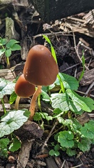 Parasola conopilea