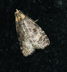 Cryptoptila australana