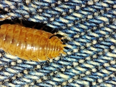 Porcellio debueni
