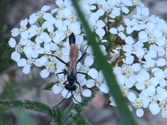 Sphecidae