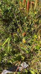 Dionaea muscipula