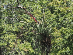 Aechmea bracteata