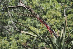 Aechmea bracteata