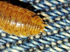 Porcellio debueni