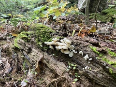Pleurotus pulmonarius