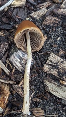 Parasola conopilea