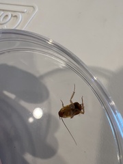 Periplaneta americana