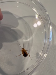 Periplaneta americana