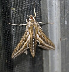 Hippotion celerio