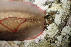 Triboniophorus graeffei