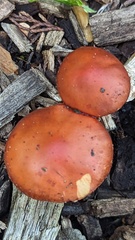 Leratiomyces ceres