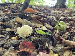 Clavulina coralloides